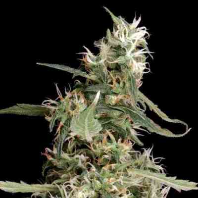 Arjan\'s Ultra Haze 1 > Green House Seed Company | Feminisierte Hanfsamen  |  Sativa